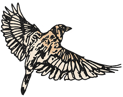 buttshakers arcadia bird illustration